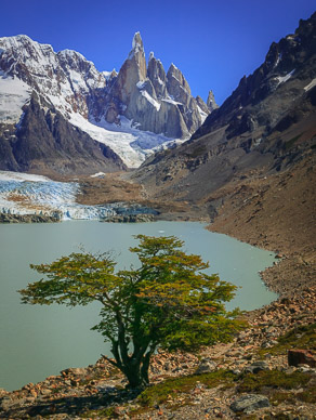Laguna Torre & Beech tree in front of  Cerro Torre, Patagonia, Argentina