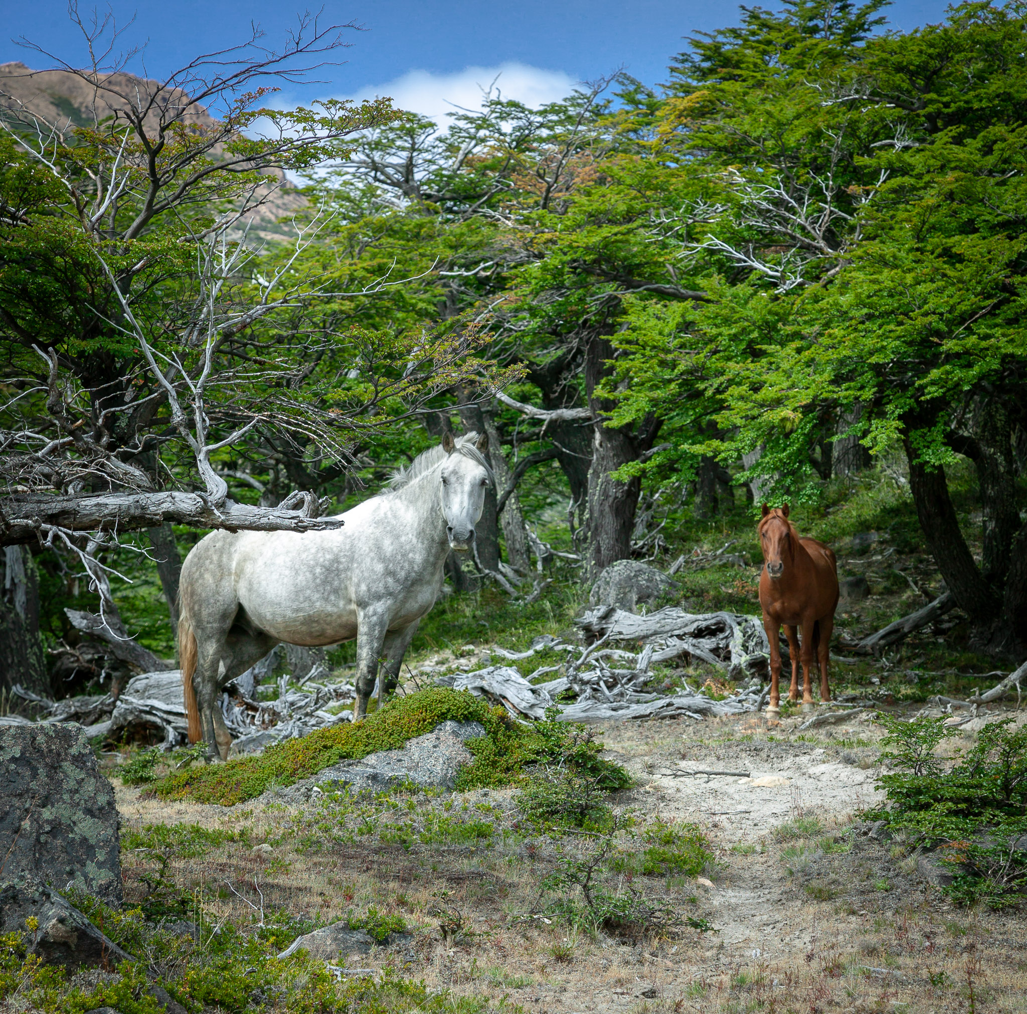 Free range horses in Rio Electro Valley