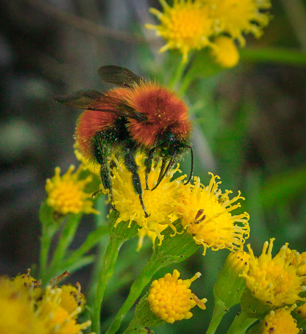 Wildflower & bee