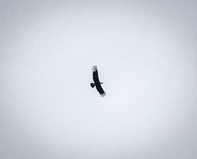 Andean Condor