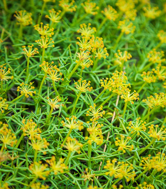 Small sample of varied ground cover