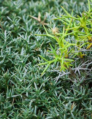 Small sample of varied ground cover