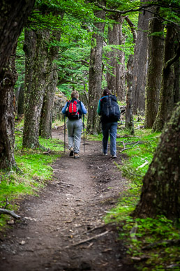 Heading out of camp in Beech forest