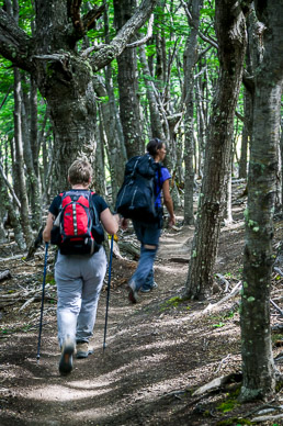 Hiking through a Beech forest