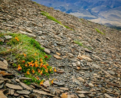 Loma del Pliegue Tumbado wildflower & talus
