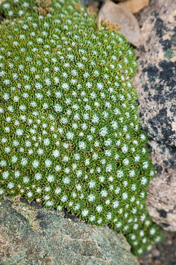 Small sample of varied ground cover