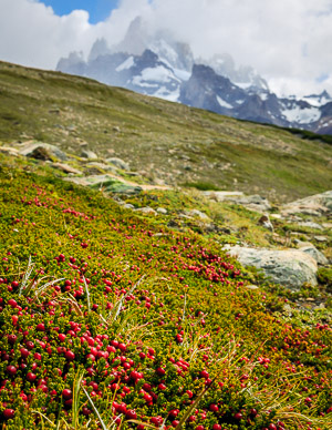 Small sample of varied ground cover, Cerro Poincenot in background