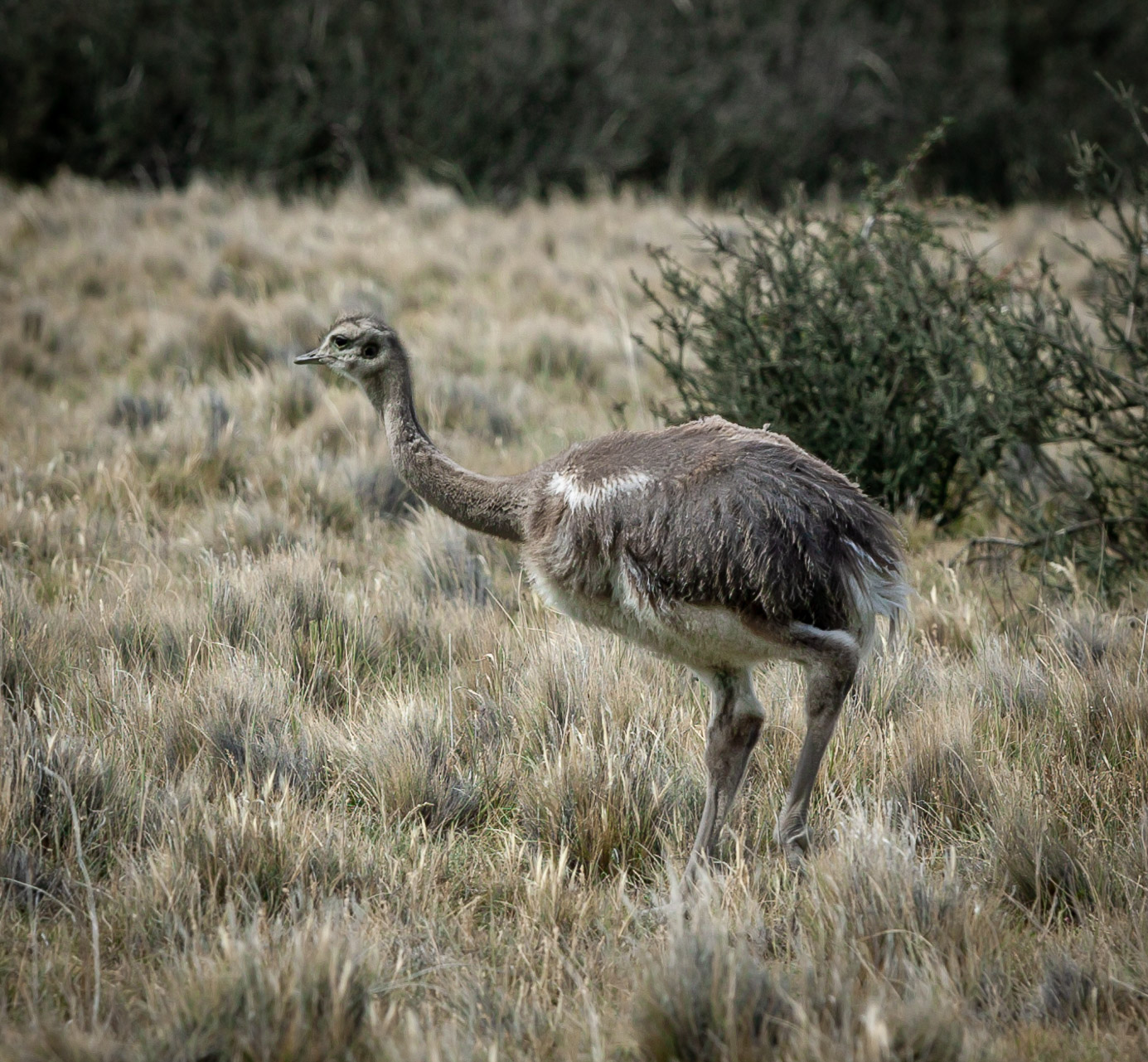 Chilean Rhea or ñandús (ostrich family)