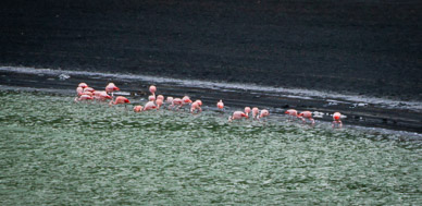 Laguna Amarga Flamingos