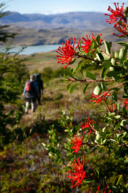Firebush on hike out of Valle Ascencio