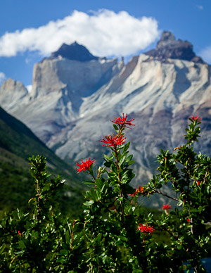 Los Cuernos & Firebrush on way to Refugio Paine Grande