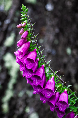 Foxglove