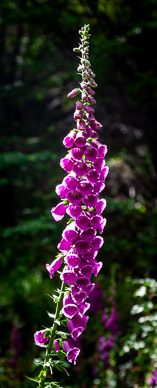 Foxglove