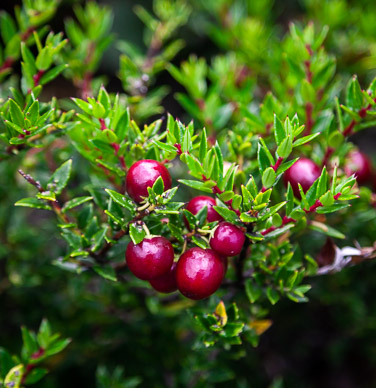Manzanita