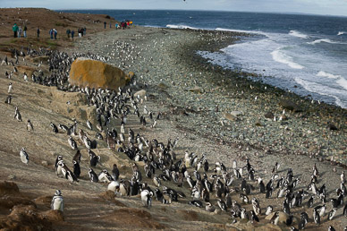 Penquins on Isla Magdalena
