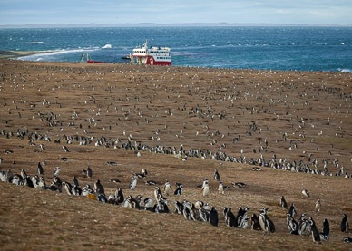 Penquins on Isla Magdalena