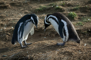 Penquins on Isla Magdalena