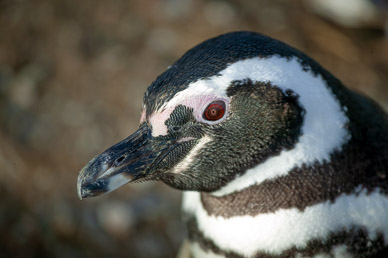 Penquins on Isla Magdalena