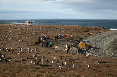 Penquins on Isla Magdalena