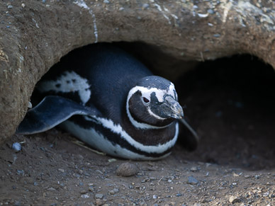 Penquins on Isla Magdalena