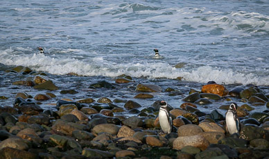 Penquins on Isla Magdalena