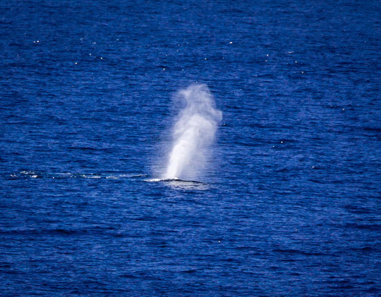 Blue whales in the Reloncaví Sound