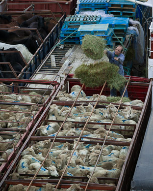shipmates on Navimag Ferry