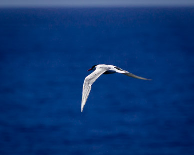 Birds in the Reloncaví Sound