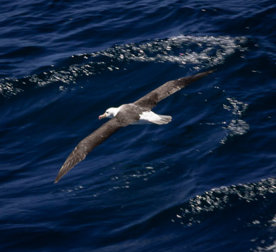 Birds in the Reloncaví Sound
