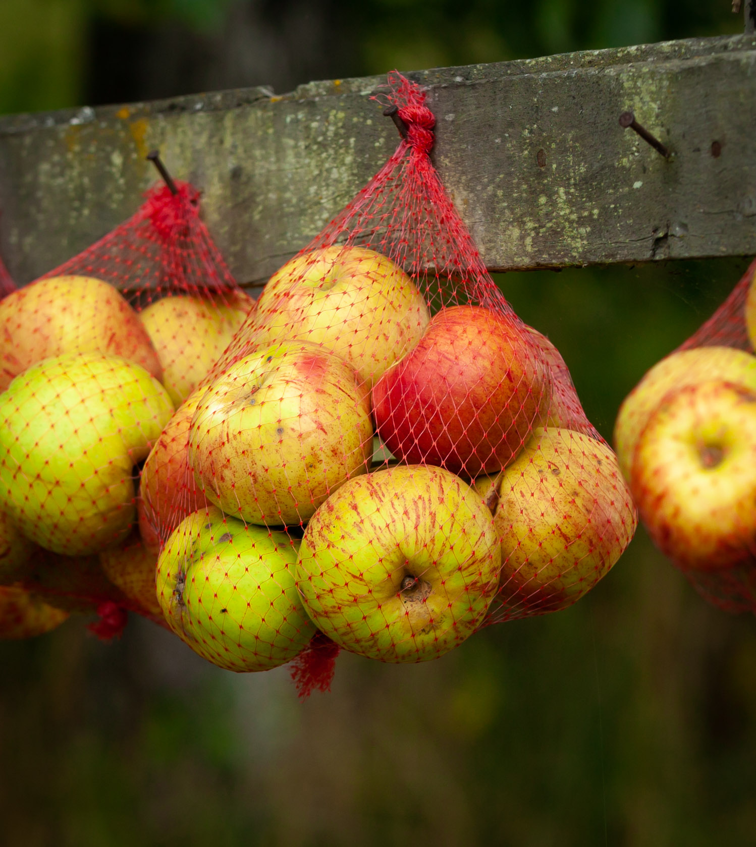 Fall apples
