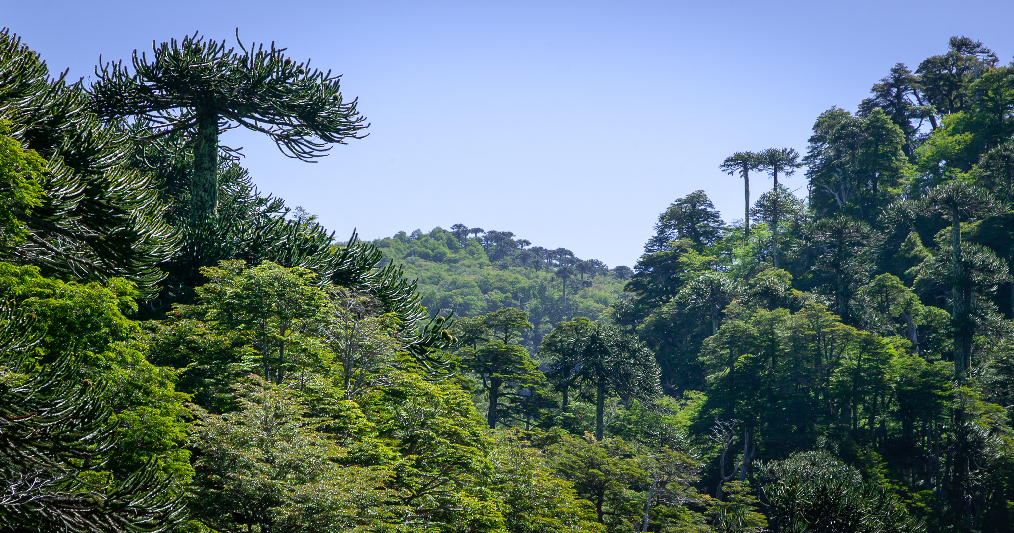 Araucaria trees above Lago Chico, Parque Nacional Huerquehue