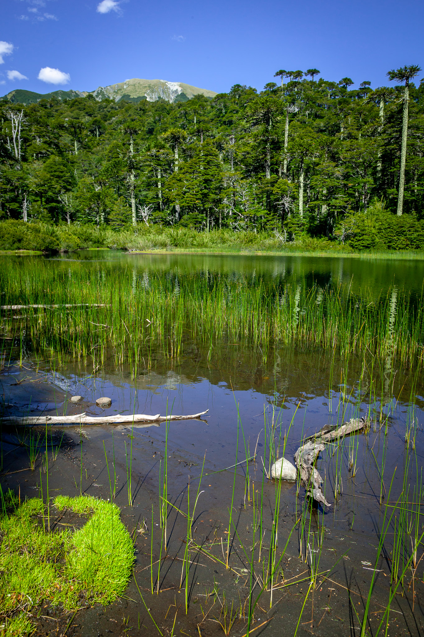 Lago Verde & Araucaria trees, Parque Nacional Huerquehue