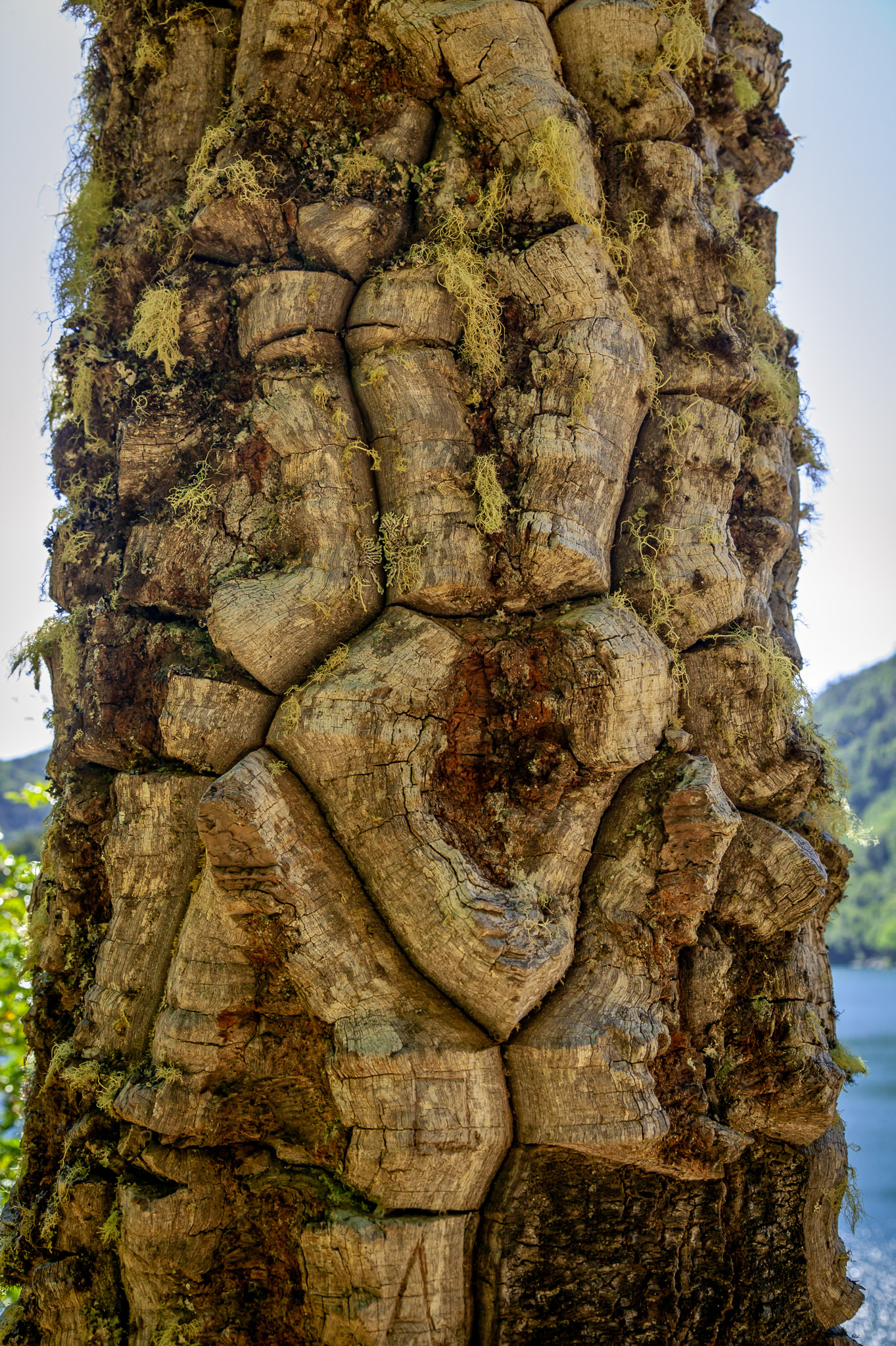 Araucaria  tree bark, Parque Nacional Huerquehue