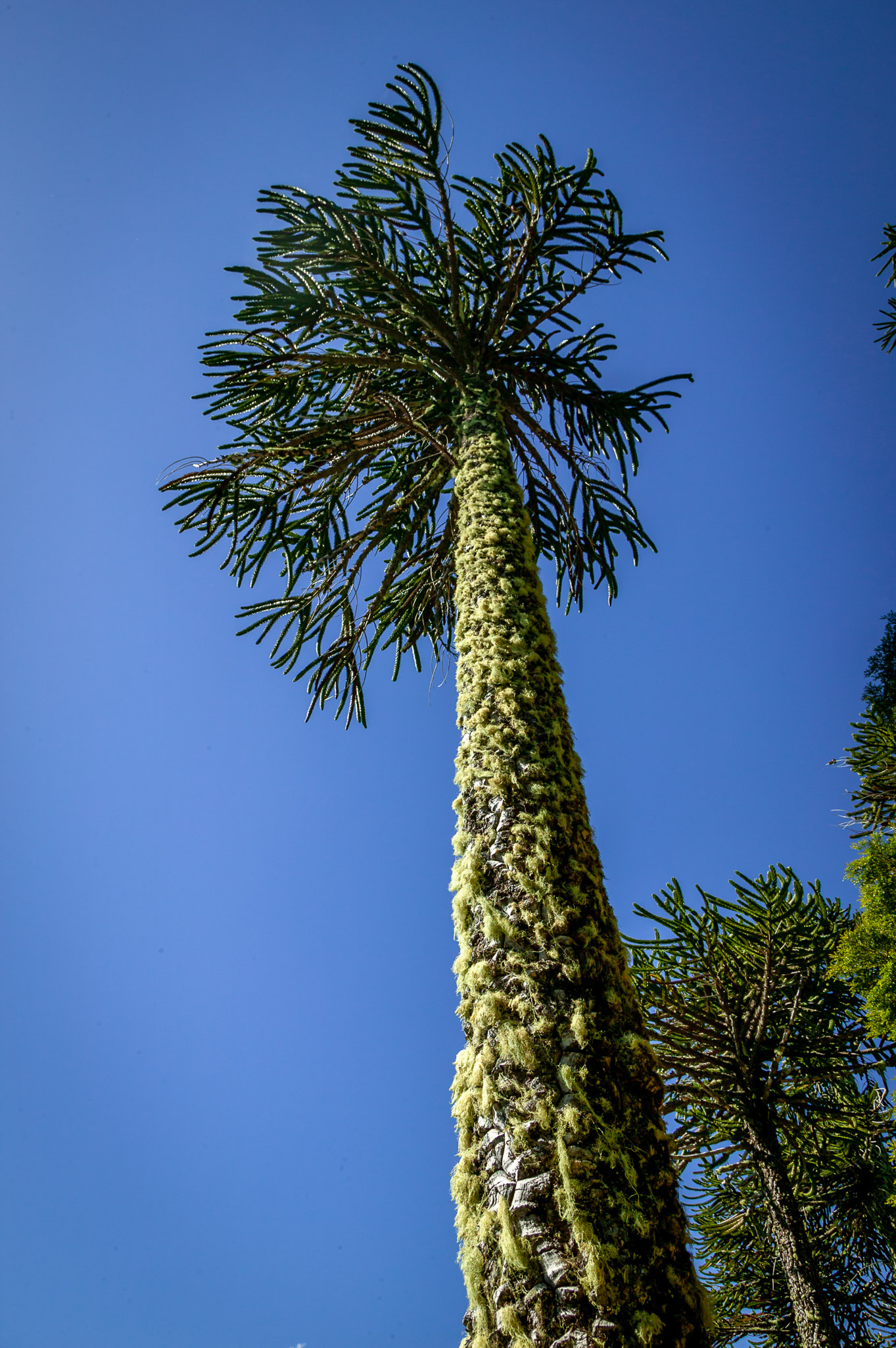 Araucaria  tree, Parque Nacional Huerquehue