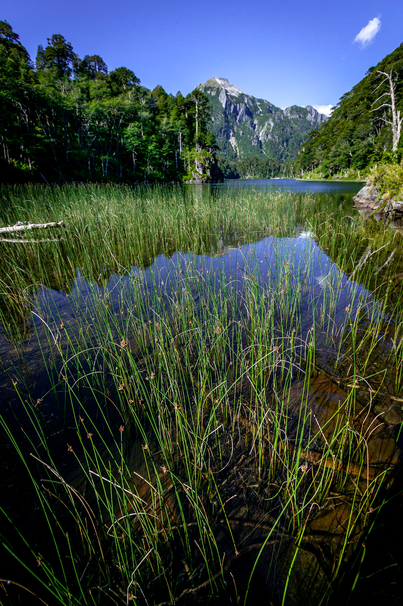 Lago Toro, Parque Nacional Huerquehue