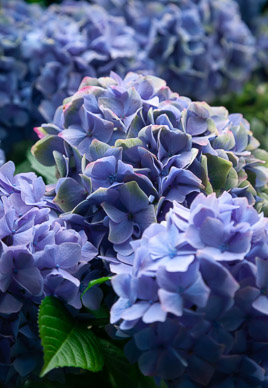 Hydrangea on drive to Petrohue