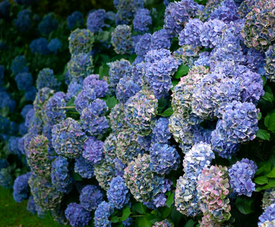 Hydrangea on drive to Petrohue