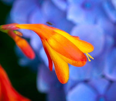Flowers on drive to Petrohue