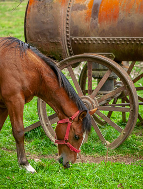 Antique farm equipment near Quianto, between Puerto Varas & Villarrica