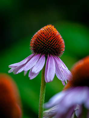 Hosteria de la Colina flower garden
