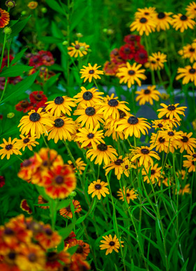 Hosteria de la Colina flower garden