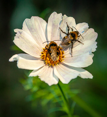 Hosteria de la Colina flower garden