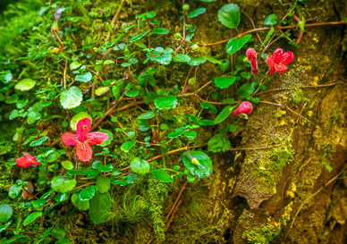 Flowers at Termas Geometricas