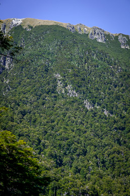 Parque Nacional Huerquehue – our destination at top of steep hillside, with huge trees