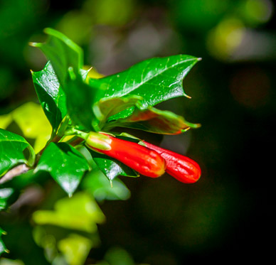 Holly, Parque Nacional Huerquehue
