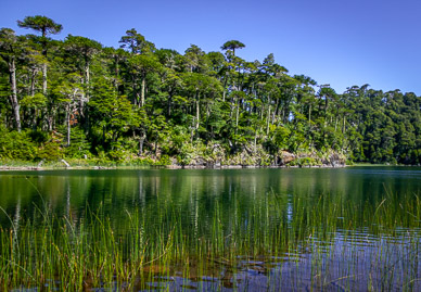 Lago Verde & Araucaria trees, Parque Nacional Huerquehue