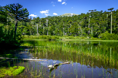 Lago Toro & Araucaria  trees, Parque Nacional Huerquehue