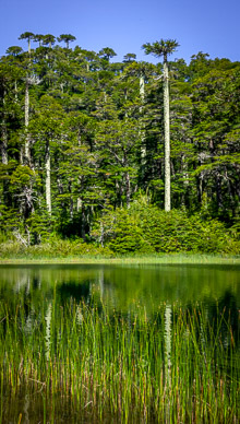 Lago Verde & Araucaria trees, Parque Nacional Huerquehue