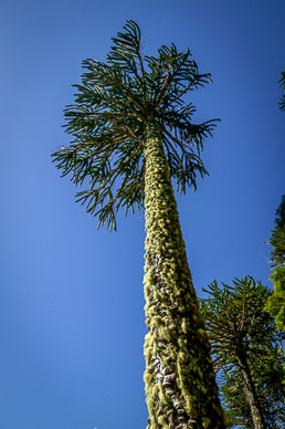 Araucaria  tree, Parque Nacional Huerquehue