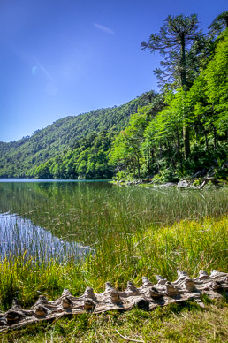 Araucaria  tree log, Lago Verde, Parque Nacional Huerquehue
